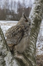 One Siberian Eagle Owl (Bubo bubo sibiricus) sitting on a branch of a birch tree