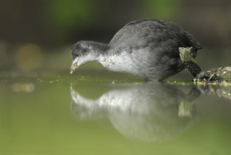 Eurasian Coot (Fulica atra) juvenile, North, Rhine-Westphalia, Germany