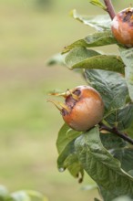Common medlar (Mespilus germanica 'Grossfrüchtige von Nottingham'), Bundessortenamt Prüfstelle