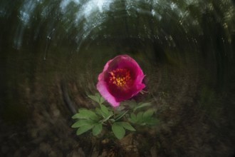 A striking mountain rose in full bloom set against a blurred forest background captures the essence