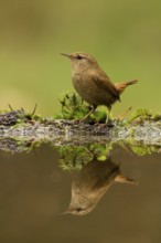 Eurasian Wren (Troglodytes troglodytes), Utrecht, Netherlands