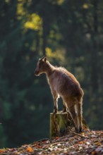 A female Himalayan tahr (Hemitragus jemlahicus) stands backlit on a tree stump at a forest edge. In