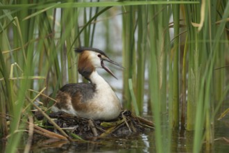 Great crested grebe (Podiceps cristatus) adult bird sitting on a nest on a lake in summer, England,
