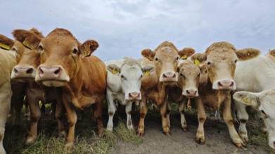 Several cows (bos taurus) standing close together in a pasture under a cloudy sky, Franconian