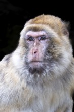 Barbary macaque (Macaca sylvanus), captive, portrait, black background, Schönbrunn Zoo, Vienna,