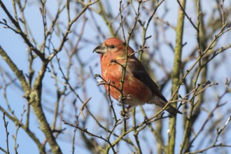 Parrot Crossbill (Loxia pytyopsittacus) male perched on a branch, Netherlands