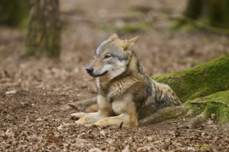 A wolf resting in the forest, surrounded by foliage and trees, Wolf (Canis Lupus), Germany