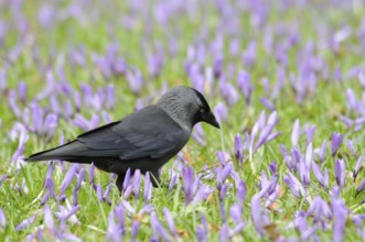 Jackdaw (Corvus monedula) among crocuses (Crocus napolitanus) in Husum Castle Park,