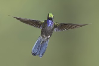 Napo Sabrewing (Campylopterus villaviscensio), Ecuador