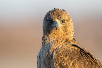 Bonelli's Eagle (Aquila fasciata) juvenile, Castile-La Mancha, Spain