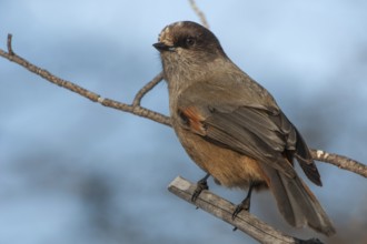 Siberian Jay (Perisoreus infaustus), Finnmark, Norway