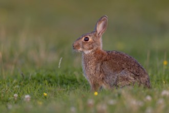 In the warm light of the evening sun, a wild rabbit (Oryctolagus cuniculus) searches for food in a