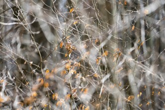 Details, Primeval forest Urwald Sababurg, Hofgeismar, Weser Uplands, Weserbergland, Hesse, Germany