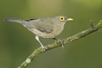 Spectacled Thrush (Turdus nudigenis nudigenis) perched on a branch, Trinidad and Tobago