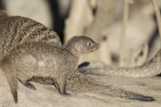 A young zebra mongoose (Mungos mungo) sits on a fallen tree trunk in the soft morning light