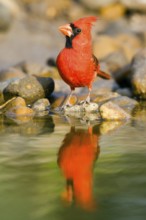 Northern Cardinal Cardinalis cardinalis Rio Grande City, Starr County, Texas, United States 27