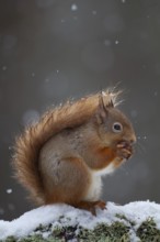 Red squirrel (Sciurus vulgaris) adult animal feeding on a nut on a tree branch covered in snow in