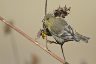 American Goldfinch (Spinus tristis) female, New Mexico, USA