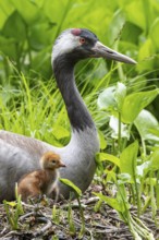 Crane (gurs grus) in nest with chicks, Feldberger Seenlandschaft, Mecklenburg-Vorpommern, Germany