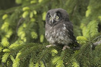 Boreal Owl (Aegolius funereus), Saxony, Germany