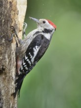 Middle Spotted Woodpecker (Dendrocoptes medius), Lower Saxony, Germany