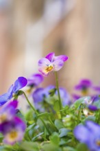 Close-up of purple and pink flowers in a flower pot, Schwäbisch Hall, Germany