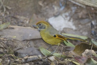 Bar-throated Minla (Minla strigula), Doi Inthanon, Thailand