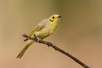 Yellow-tinted Honeyeater (Ptilotula flavescens), Western Australia, Australia