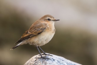 Northern Wheatear (Oenanthe oenanthe), Schleswig-Holstein, Germany