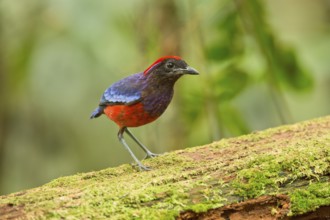 Garnet Pitta (Erythropitta granatina), Pahang, Malaysia