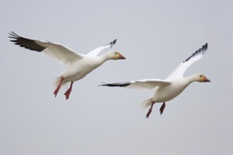 Snow Goose (Anser caerulescens) flying, British Columbia, Canada