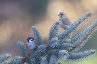 Tree sparrow (Passer montanus) with greenfinch (Chloris chloris), two adult birds sitting next to