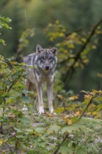 One eurasian gray wolf (Canis lupus lupus) standing on a small hill between fall foliage