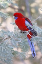 Crimson Rosella (Platycercus elegans), Australian Capital Territory, Australia