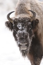 A close-up of a bison head covered with snow, bison (Bos bonasus), Bavarian Forest National Park,
