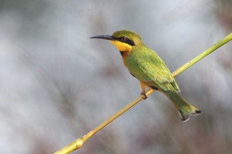 Pygmy Bee-eater, (Merops pusillus), Kuntaur rice fields, Kuntaur, South Bank, Gambia