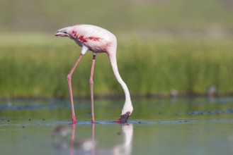 Lesser Flamingo (Phoeniconaias minor), Lake Natron, Tanzania