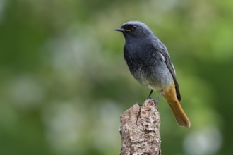 Black Redstart (Phoenicurus ochruros) male, Lower Saxony, Germany
