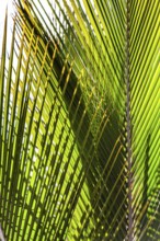 Fan palm, Lanzarote, Canary Islands, Spain