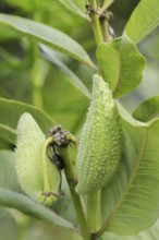 Common milkweed (Asclepias syriaca), fruit, ornamental plant, native to North America