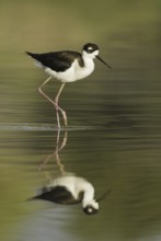 Black-necked Stilt (Himantopus mexicanus), Arizona, USA
