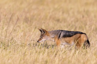 Africa, Botswana, black-backed jackal, Canis mesomelis, Botswana, Botswana