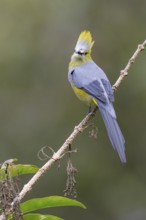 Long-tailed Silky Flycatcher (Ptilogonys caudatus) perched on a branch in Costa Rica