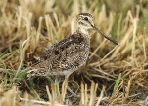 Pin-tailed Snipe (Gallinago stenura), Dhofar, Oman