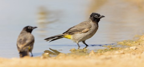 Yellow-vented Bulbul, (Pycnonotus xanthopygos), Animals, Birds, Bulbul, Songbird, Family of the