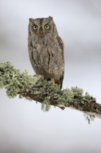 European scops owl (Otus scops), adult, perch, winter, snow, alert, Bohemian Forest, Czech Republic