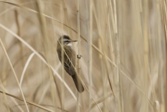 Moustached Warbler (Acrocephalus melanopogon), Turkey