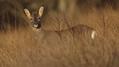 A serene roe deer stands amid tall grasses in a sunlit field, showcasing the beauty of nature. The
