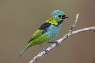 Green-headed Tanager (Tangara seledon)
