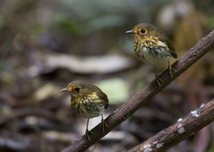 Ochre-breasted Antpitta (Grallaricula flavirostris), Pichincha, Ecuador